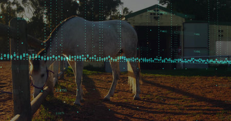 Grazing white horse lowering head in farm stable yard, with wooden fence and digital data overlay. Equine, pastoral, rural, natural, technology, telemetry, outdoorの写真素材