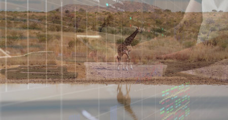 Standing giraffe reflecting in waterhole on savannah amid shrubs and hills, digital overlay. Wildlife, data visualization, dry landscape, digital overlay, natural habitatの写真素材