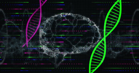 Displaying wireframe brain on dark grid, magenta-green DNA helices, streaming data, smoky textures. Innovation, neuroscience, bioinformatics, visualization, futuristic, technology, analyticsの写真素材