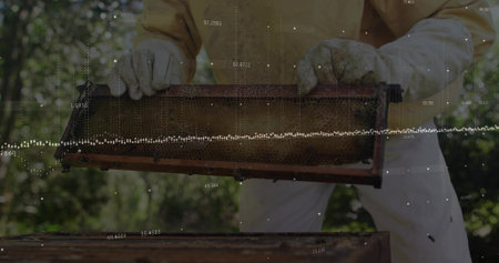 Inspecting beekeeper wearing protective gear and gloves holding honeycomb frame in apiary with bees. Apiary, apiculture, insecthive, natural, outdoor, hobby, environmentalの写真素材