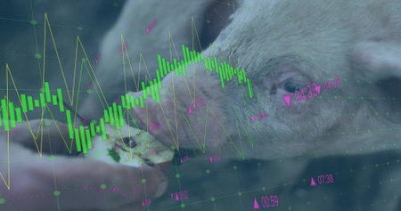 Pig snout nibbling feed from hand in barn, copy space. Livestock, agriculture, eco-friendly, market