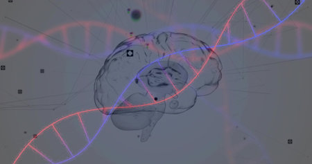 Floating semi-transparent 3D brain in digital space, with glowing DNA strands and network nodes. Neural, biotech, futuristic, innovation, scientific, technology, dataの写真素材