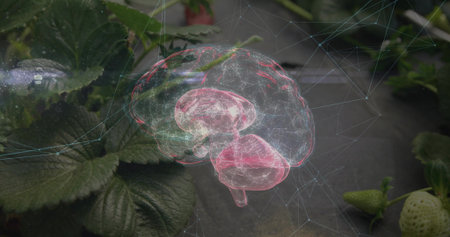 Projecting digital 3D brain hologram above strawberry bed on black plastic cover, with neural mesh. Futuristic, biotechnology, innovation, agriculture, smart farming, digital, eco-friendlyの写真素材