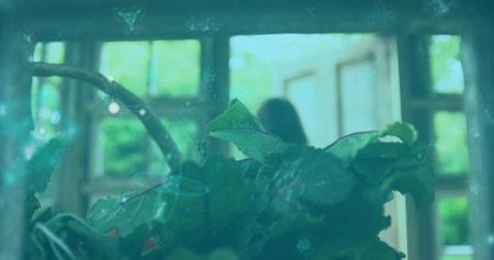 Featuring lush green potted plant thriving in sunroom near wooden windows, light casting teal hues. Botanical, interior, nature, serenity, natural light, eco-friendly, organicの写真素材