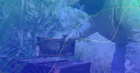Leaning beekeeper lifting honeycomb frame at apiary, wearing gloves and mesh veil, copy space. Vintage, rustic, nature, conservation, sustainability, experience, craftsmanshipの写真素材