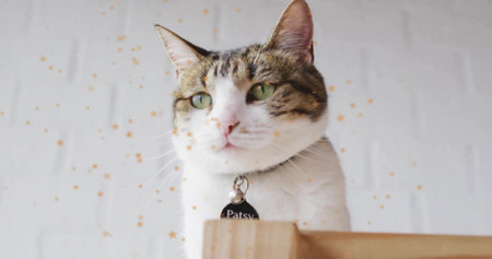 Perching calico cat wearing collar with Patsy tag on wooden ledge in studio, golden star confetti. Playful, cozy, minimalist, feline, celebration, domestic, charmingの写真素材