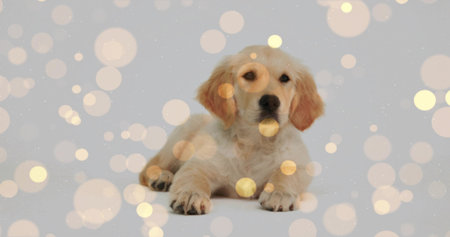 Lying cream golden retriever puppy raising head, gazing forward on backdrop, bokeh light overlays. Adorable, pet, playful, calm, studio, soft, decorativeの写真素材