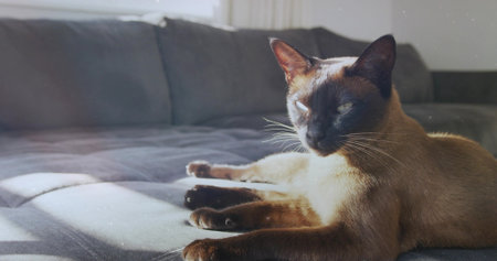 Lounging Siamese cat gazing toward window at home, with sunlit sofa highlights, copy space. Pet, relaxation, cozy, minimalist, tranquility, domestic, comfortの写真素材