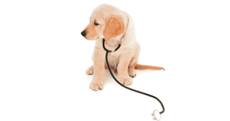 Golden retriever puppy sitting in photography studio on white backdrop, wearing black stethoscope. Companion, pet, veterinary, education, healthcare, adorable, minimalistの写真素材