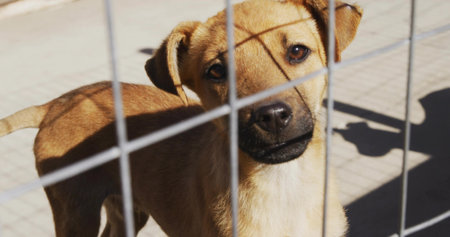 Standing light brown dog peering through wire fence in shelter yard, with person shadow on concrete. Canine, fencing, outdoor, confinement, habitat, protection, shadowの写真素材