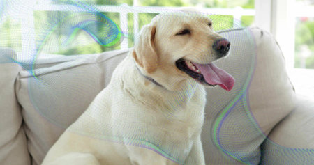 Panting pale yellow Labrador retriever sitting on light beige sofa in sunroom, with grey collar....