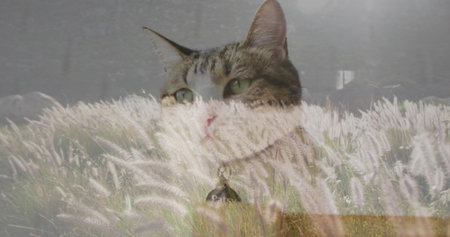 Merging tabby cat face and feathery ornamental grasses in open meadow, with metal collar tag. Fantasy, nature, serenity, wildlife, double exposure, soft, tranquilの写真素材