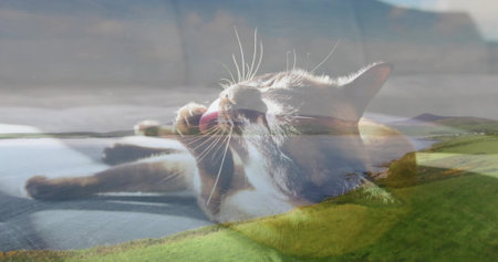 Grooming domestic cat extending paw on windowsill at home, with window reflecting hillside and sky....