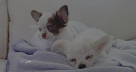 Resting two small long-haired chihuahua dogs snuggling on beige sofa, with light blue blanket. Pet, canine, cozy, domestic, relaxation, home decor, lifestyleの写真素材