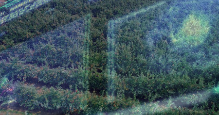 Revealing top-down farmland with dirt paths separating green shrubs forming grid, with lens flare. Agriculture, landscape, aerial, pattern, nature, eco-friendly, sustainabilityの写真素材
