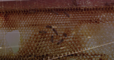 Showing honeycomb scanning on panel with overlaid grid, data panel, numeric data and scale bar. Biometrics, data visualization, technical, futuristic, analysis, digital, technologyの写真素材