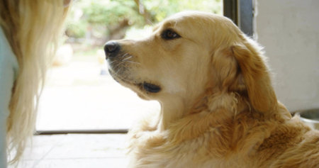 Sitting golden retriever looking up at crouching woman on tiled entryway floor, with open doorway. Canine, pet, domestic, friendliness, outdoor, welcoming, casualの写真素材