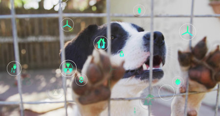Standing black-and-white dog pressing paws against wire fence grid in yard, with energy icons. Canine, sustainability, ecofriendly, outdoor, environmental, loyalty, conservationの写真素材