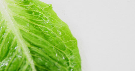 Displaying lettuce leaf revealing detailed veins on white surface, with water droplets, copy space. Fresh produce, botanical, organic, healthy eating, minimalistic, natural texture, food photographyの写真素材