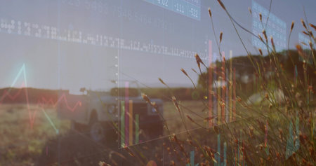 Displaying tall dried grass seed heads in rural field with pickup truck overlaid charts, copy space....