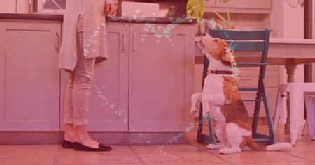 Extending hand woman wearing cardigan feeding tricolor dog in kitchen, with open laptop, copy space. Domestic, interaction, cozy, cheerful, lifestyle, modern, heartfeltの写真素材