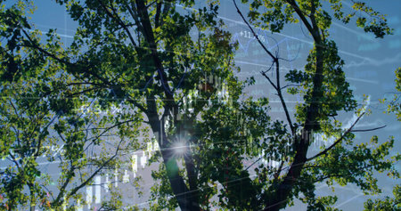 Deciduous tree blending with candlesticks and line graph overlays under blue sky, with sun flare....