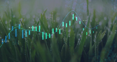 Displaying dewy grass blades in morning field, with candlestick bars, line graph and numeric labels. Nature, finance, technology, growth, investment, data visualization, freshnessの写真素材