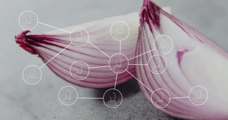 Displaying two purple-red shallot halves resting on grey countertop, with network diagram overlay. Organic, culinary, modern, scientific, technology, healthy, minimalistの写真素材