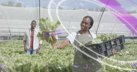 Harvesting apron-clad farm worker holding lettuce head and crate in greenhouse, with support poles....