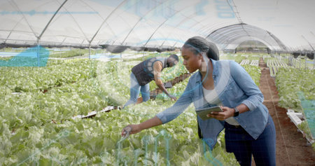 Inspecting technicians examining hydroponic lettuce troughs in greenhouse, with tablet data overlay....