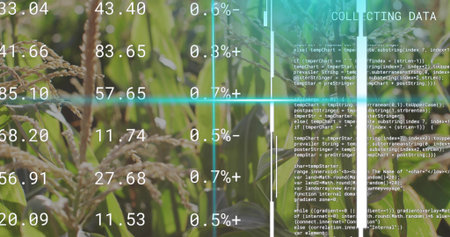 Rice stalks swaying in field, with numeric, percent, grid and code overlay. Agrigation, technology, futuristic, nature, data visualization, innovation, efficiencyの写真素材