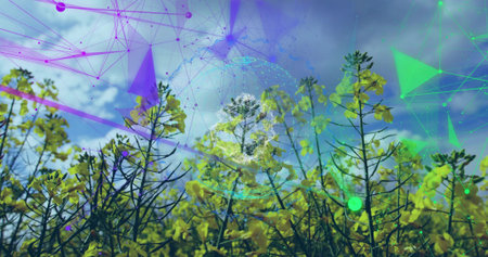 Displaying yellow-flowering crop filling farmland, with network featuring nodes and globe mesh. Agribusiness, digital connectivity, technological innovation, rural landscape, data visualizationの写真素材