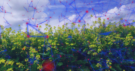 Displaying yellow flowering field in rural meadow, featuring mesh of blue lines and red nodes....