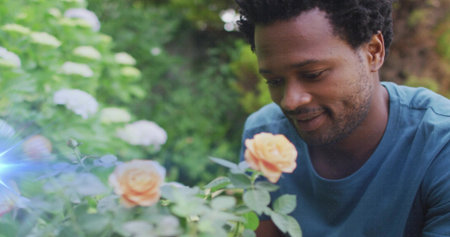 Inspecting peach rose bush, man in teal shirt crouching near white hydrangeas in garden, copy space. Botanical, horticulture, nature, outdoor, tranquility, cultivation, greeneryの写真素材