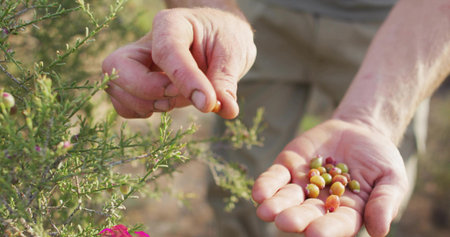 Harvesting adult male hands plucking berries from spiky shrub in scrubland, with multicolor fruit. Foraging, agriculture, outdoor, natural, manual, wellness, eco-friendlyの写真素材