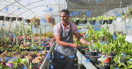 Tending gardener wearing striped apron over pink polo, handling potted plants at greenhouse bench. Nursery, glasshouse, succulents, cacti, horticulture, grower, irrigationの写真素材