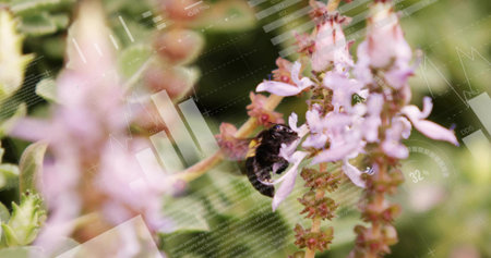 Clinging black bumblebee feeding on pink-purple blossoms in garden with digital data overlays....