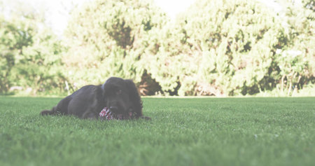 Lounging black medium-breed dog gripping red and white rope toy on residential lawn, sunlit shrubs. Playful, canine, nature, leisure, outdoor, vibrant, companionshipの写真素材