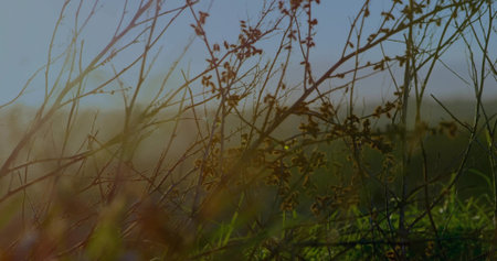 Featuring slender dried stems intertwining with fresh green grass in meadow, with seed pods. Botanical, nature, tranquility, organic, minimalism, harmony, outdoorの写真素材