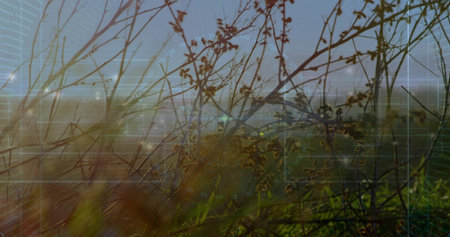 Backlit dry plant stems forming sharp cluster in meadow near distant buildings. Grass, seedhead,...