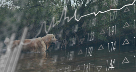 Wading golden retriever with collar in shallow stream with ripples and plants. Canine, creek, riverside, tranquilの写真素材