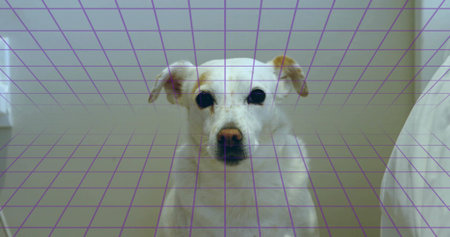 Looking white dog facing camera from low angle in small bedroom, with purple grid overlay. Canine, geometry, translucent, beige, room, bedding, minimalistの写真素材