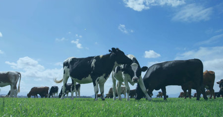 Grazing black-white dairy and brown beef cattle across grassy pasture under scattered clouds, hills....