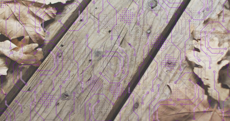 Showing weathered wooden planks with purple circuit-board overlay on outdoor deck, dried oak leaves....