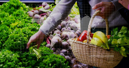 Selecting shoppers holding basket picking greens at market, peppers, beets, gray sweater and grid. Duo, hamper, kale, lettuce, beetroot, capsicum, celeryの写真素材