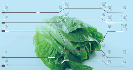Displaying cluster of green lettuce leaves on pale blue tabletop, showing HUD overlays and droplets. Produce, macro, veiny, moisture, studio, infographic, analyticsの写真素材