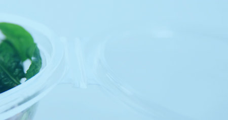 Displaying clear hinged plastic container holding green leaves on blue tabletop, lid hinge visible. Clamshell, packaging, translucent, leafy, vegetables, studio, minimalistの写真素材