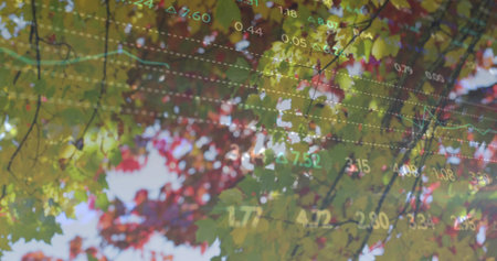 Showing colorful leaves and twigs swaying under park canopy. Foliage, autumn, outdoors, bokeh,...
