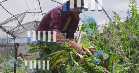 Picking farmer in red shirt leaning over raised bed in hoophouse gathering chard shovel overlays....