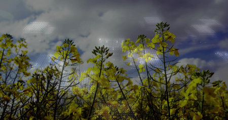 Reaching tall yellow Brassica stems filling frame against partly cloudy sky, with dotted light grid. Canola, mustard, oilseed, agriculture, field, bloom, goldenの写真素材